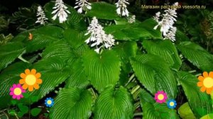 Хоста гибридная Ниагара фоллс. Краткий обзор, описание характеристик hosta hybrida Niagara Falls