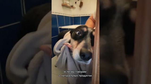 ПОЧЕМУ НЕЛЬЗЯ МЫТЬ СОБАКУ ОБЫЧНЫМ МЫЛОМ И ШАМПУНЕМ смотреть онлайн