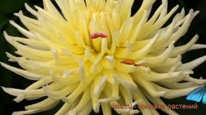 Георгина кактусовая Йеллоу Стар (dahlia cultorum) ? обзор: как сажать, рассада георгины Йеллоу Стар