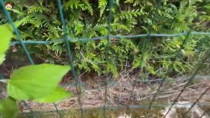 ! Азиатский шершень супер хищник. Охотник на шершня