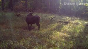 Гон у благородных оленей!