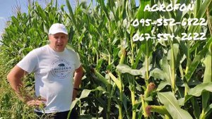 Видео Обзор ?Кукуруза нс 3030?Сербская Селекция?ФАО 330?