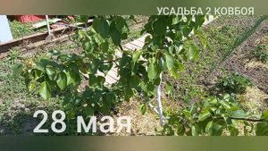 Груша Чижовская ?