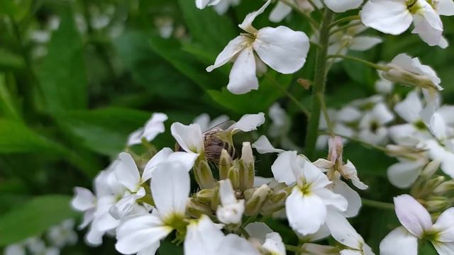 ПЧЁЛЫ В САДУ . смотреть онлайн