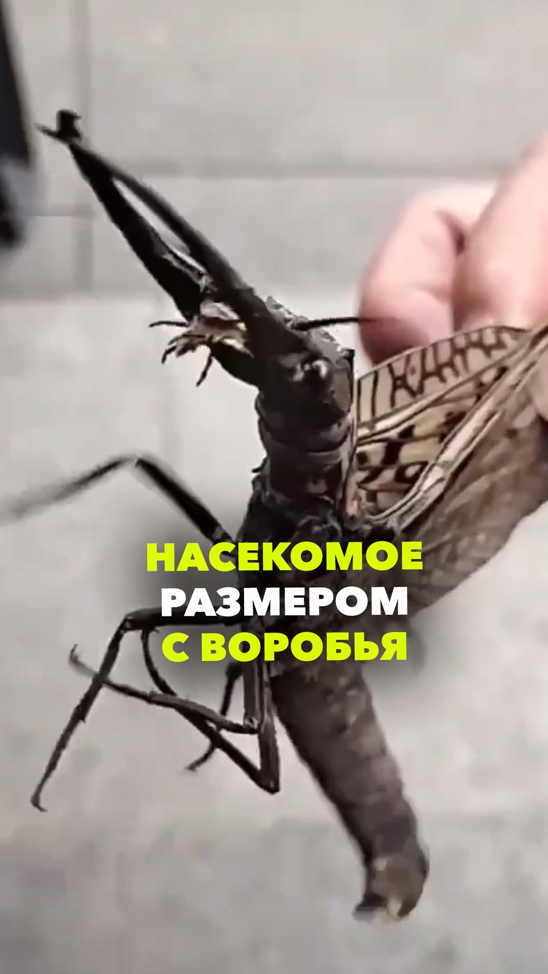Осторожно, крипота: твиттерские нашли крупнейшее летающее насекомое размером с воробья — Коридалиду