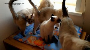 Как дружно живут пять тайских кошечек под присмотром кота Зонтика! Тайские кошки   это чудо! Funny