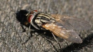 Туш табири - Тушда пашша куриш