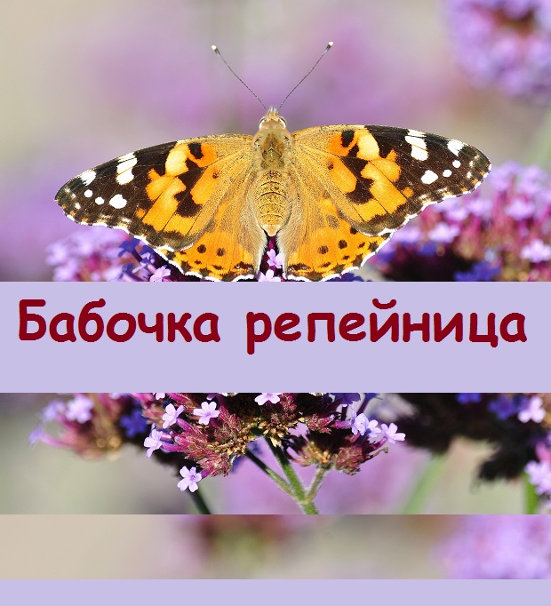 Снимала бабочку репейницу, но приполз клоп пожарник и спугнул ее