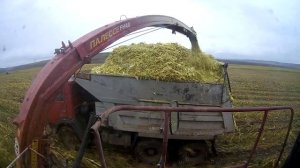 Кукуруз на силос.