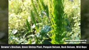 Green Shrimp Plant, ice crossandra, blue fox tail nail dye, green ice crossandra, turquoise crossan