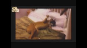 Самые прикольные собаки Боксер. TOP Funniest Boxer Dogs