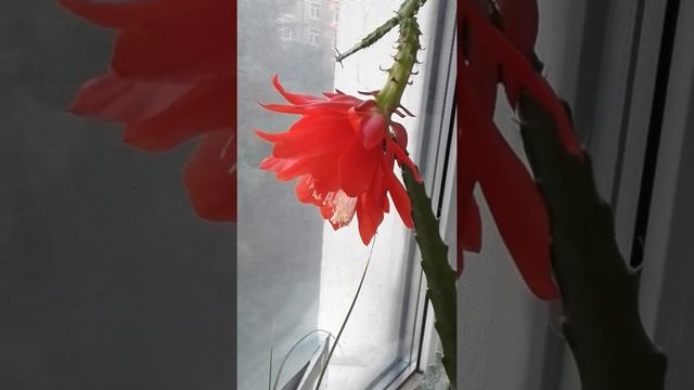 Эпифиллюм - необыкновенный цветок! смотреть онлайн