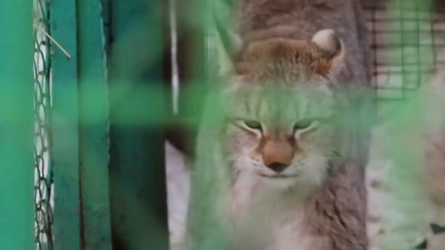 Поездка в зоопарк/белая медведица с медвежонком смотреть онлайн