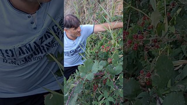 Собираем ежевику ☺#анапа #высокийберег