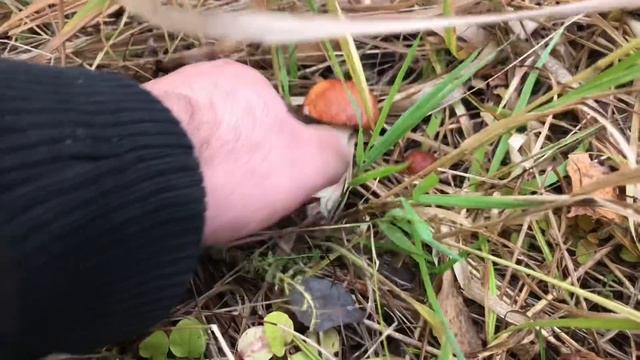 Восхитительные подосиновики, прекрасные подберёзовики, белые грибы тоже присутствуют! смотреть онлайн