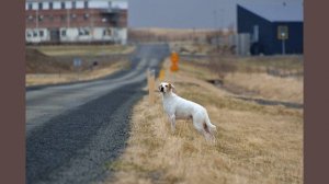 Сбить собаку на машине: подробное толкование приметы