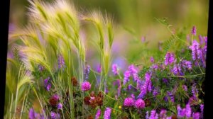 ...Все повторится вновь... исполняет Екатерина Перевощикова