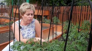 Подкормка томатов ➡  Борные удобрения ? Мастер-класс hitsadTV