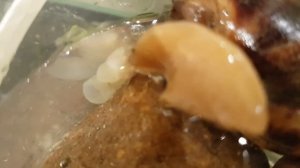 Выпадение желудка у улитки Архахатина sp.