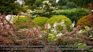 Барбарис Наташа — описание сорта и выращивание