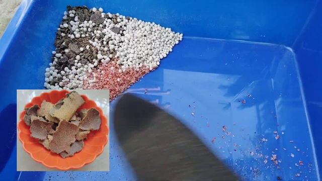 Orange jesmine | Kaminikanchan flower fertilizer | Special Fertilizer for flowers