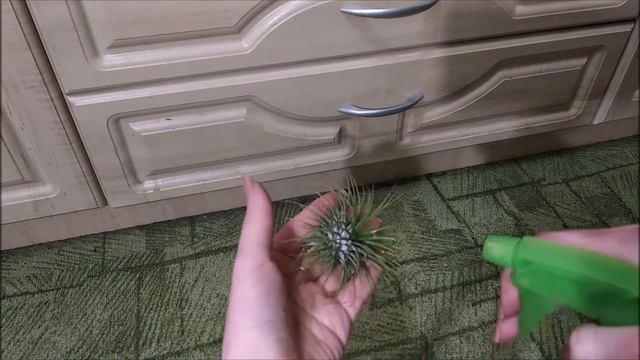 Атмосферная тилландсия - маленькое чудо смотреть онлайн