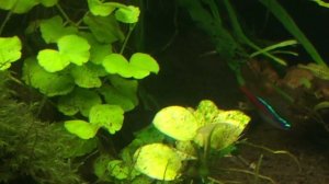 Гидрокотила - Hydrocotyle leucocephala