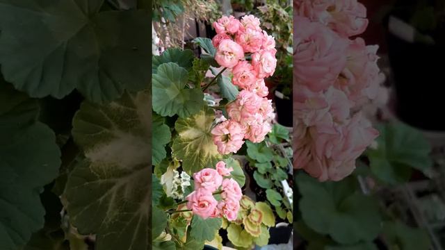 #제라늄/#엔틱로즈/ 로~즈 로~즈 합니다 ~