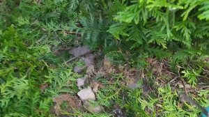 Туя Брабант.Ещё один вариант стрижки.