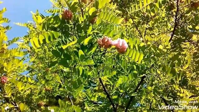 Розовая акация.