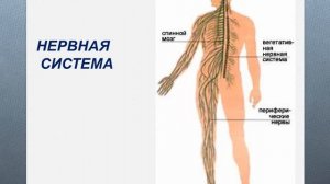 Окружающий мир.  Организм человека.  3 класс.