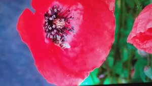 Джем видео.М.А мелодия Японская эстраде 60х 70х годов