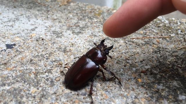 Cute baby beetle смотреть онлайн