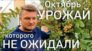 Октябрь. УРОЖАЙ которого НЕ ОЖИДАЛИ . Садовый сериал )))