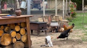 CAUCASIAN COUNTRY LIFE GRANDMA COOKING MOUTHWATERING DISH WITH RAISINS, APRICOT, PLUM AND COW MEAT