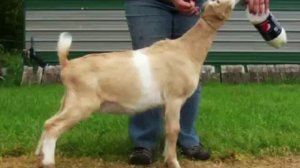 Кто ты, ЛАМАНЧА?