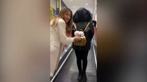 Самые милые щенки в мире 2022 | Смешные видео с шпицами | Смешные видео со щенками #12