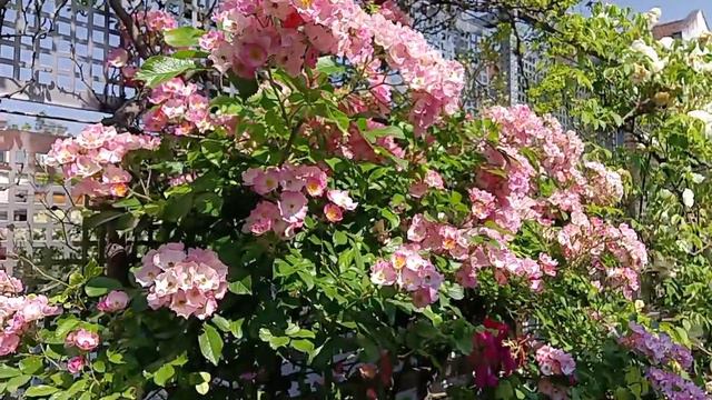 Lavender Dream Rose смотреть онлайн