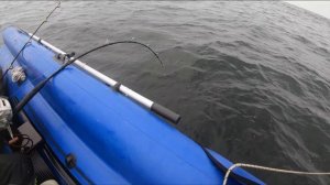Мега удачная рыбалка!Баренцево море,кильдин восточный,29 апреля 2019г