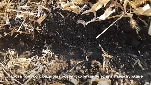 Horsch Pronto 12NT – прямой посев по стерне рапса и люпина. Пензенская область 2019.