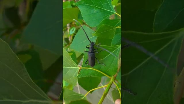 Большой дубовый усач (Cerambyx cerdo).