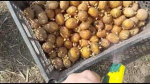 КАК ПОСАДИТЬ КАРТОШКУ