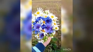 Останні осінні квіти ? Last autumn flowers! Последние осенние цветы