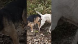 Застала вязку дворовых собак./вязка собак