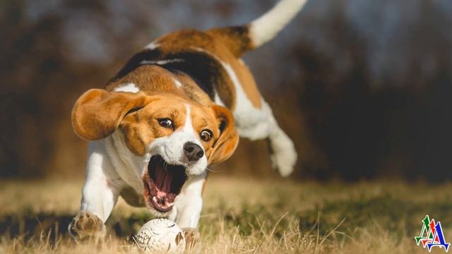 Собака сбежала, как ей казалось – из тюрьмы. Но возвращалась она – домой, к своим людям! смотреть онлайн