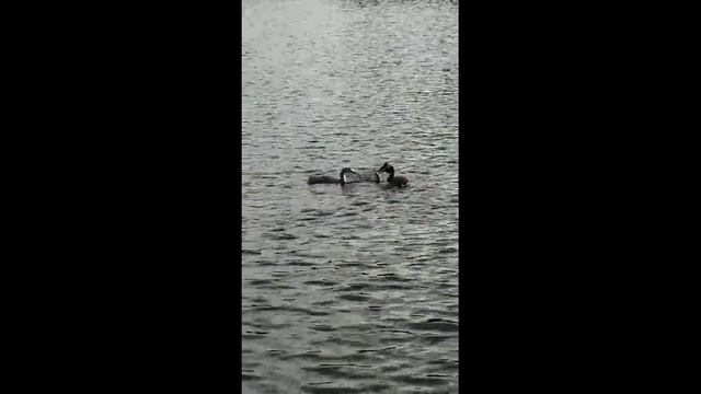 Наши пернатые друзья смотреть онлайн