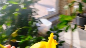 Соландра Грандифлора цветение зимой лианы