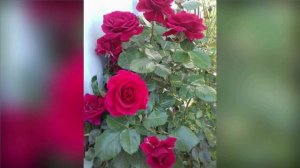 Цветы для букетов / Пионы / Розы /