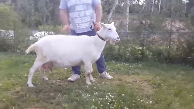 ЛПХ Мои зааненские козы смотреть онлайн