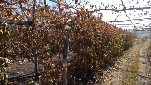 Фаза закаливания лоз винограда. смотреть онлайн